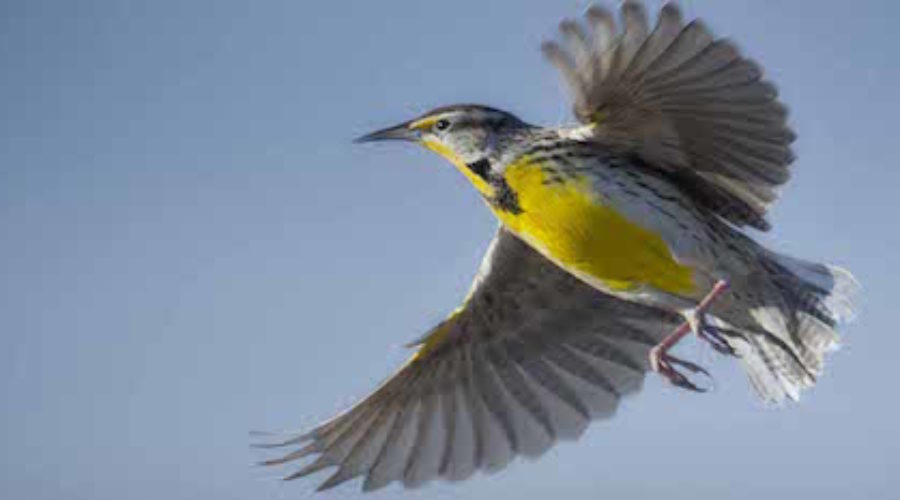 Meadowlark-fly.jpg