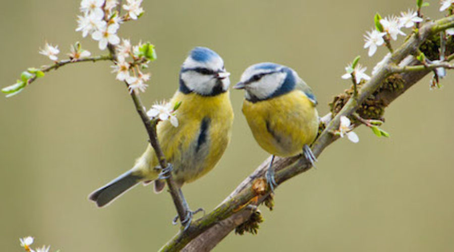 tit2Bbird.jpg