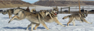 Rollo, Northern Inuit, Outlander dog
