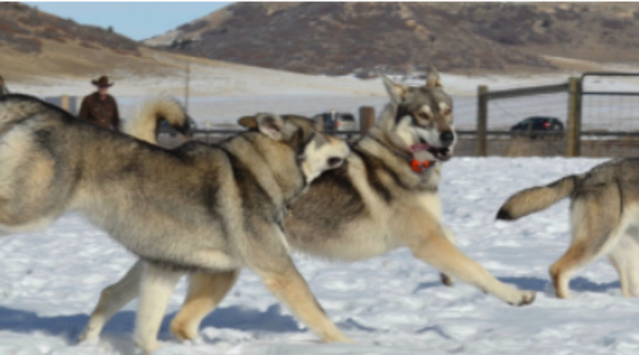 Rollo, Northern Inuit, Outlander dog