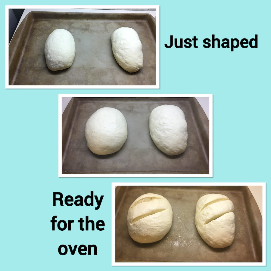 shaped sourdough bread dough rising