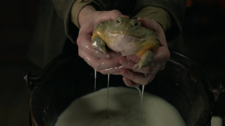 Two hands holding a large bull frog dripping with milk, ever a jug of milk